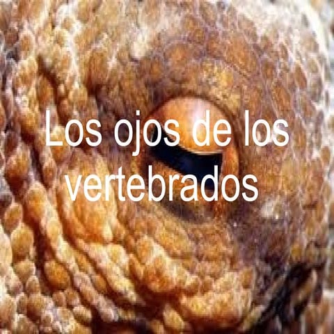 Ojos de los invertebrados