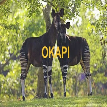 Okapi | PPTX