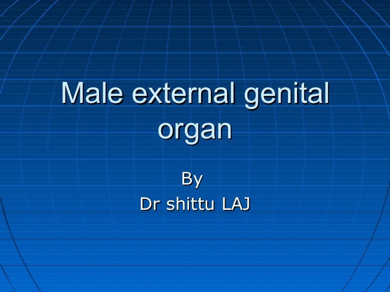 Anatomy of male external genitalia