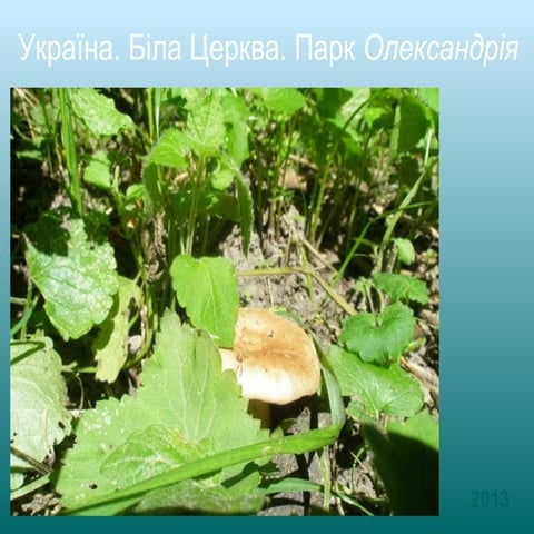 Україна. Біла Церква. Парк «Олександрія»