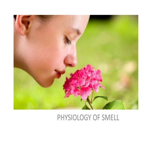 olfactory.pptx