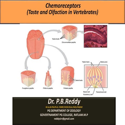 Olfactory and gustatory receptors