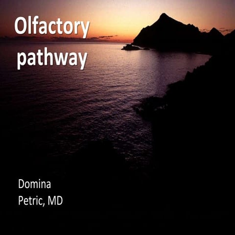 Olfactory pathway