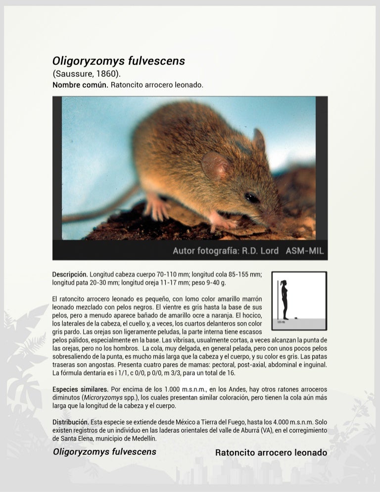 Oligoryzomys fulvescens