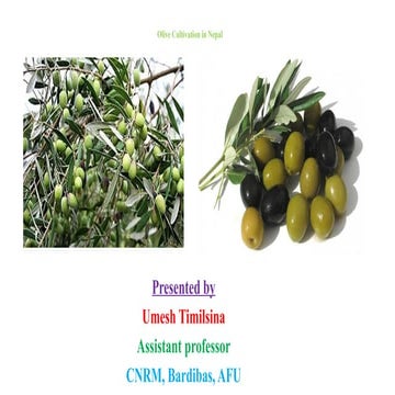 Olive Cultivation technology in Nepal.pptx