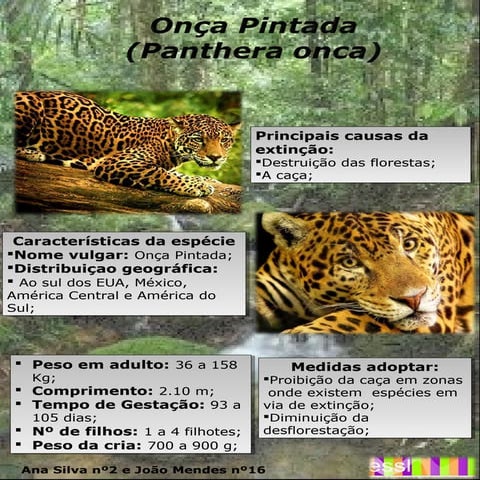O segredo da onça pintada