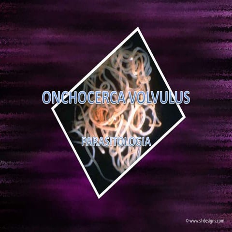 Onchocerca volvulus