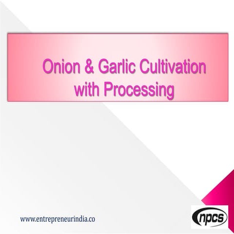 Onion and Garlic Cultivation with Processing 