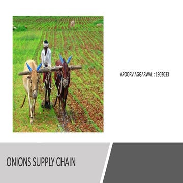 Onion supply chain