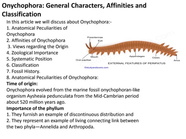 Onychophora A detailed note