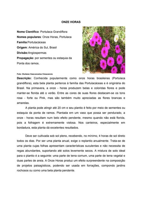 Onze horas 