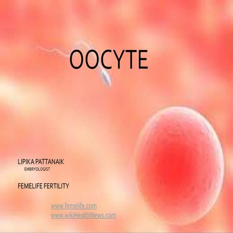 Oocyte