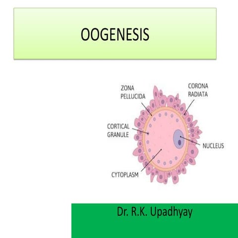 OOGENESIS. Class XII Biology presentation