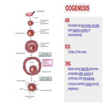 The menstrual cycle | PPTX