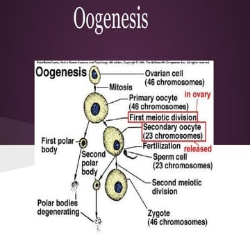 Oogenesis short introduction