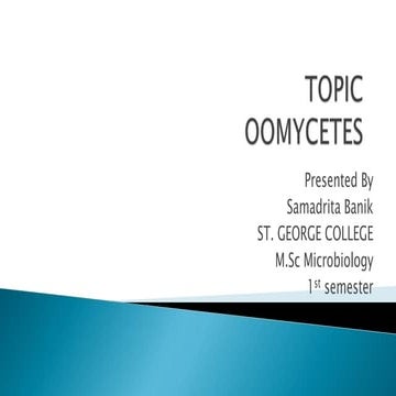Oomycetes