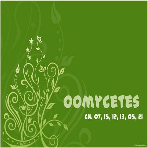 Oomycetes