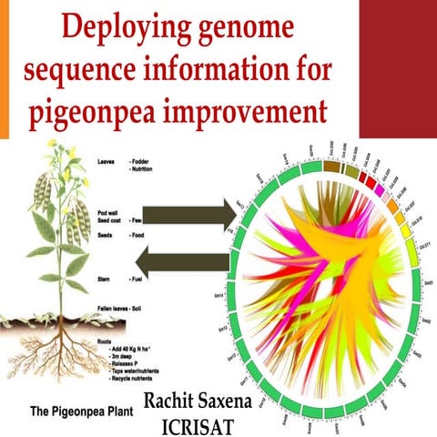 Deploying genome sequence information for pigeonpea improvement