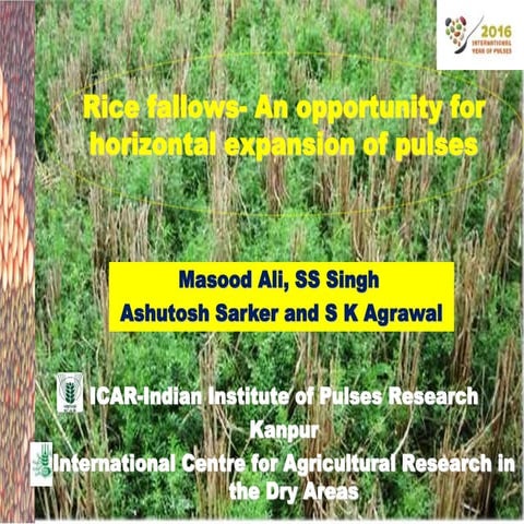 Rice fallows- An opportunity for horizontal expansion of pulses | PPTX