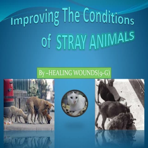 HEALING WOUNDS(IMPROVING THE CONDITIONS OF STRAY ANIMALS)