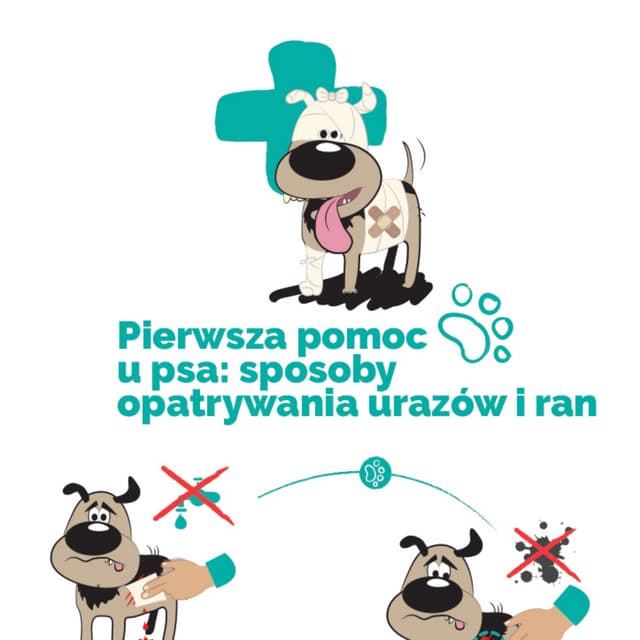 Opatrywanie ran u psa | PDF