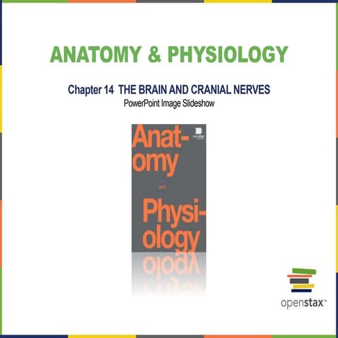 Open stax anatomy& physiology ch14