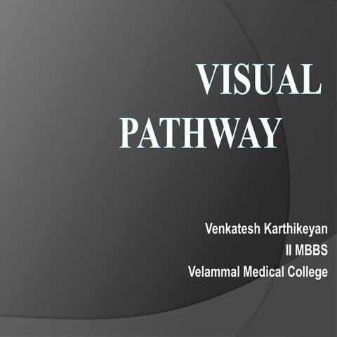 Visual Pathway - Ophthalmology - Eye