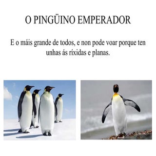 O pingüino emperador