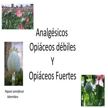 opiodes fuertes y débiles farmacología hgjg | PPTX