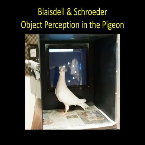 Object-Place Learning in Birds