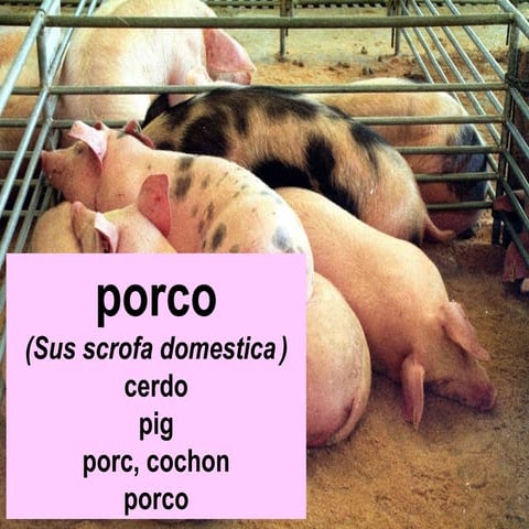 O porco | PPS