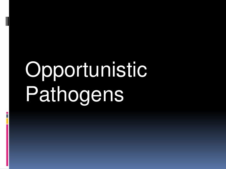 opportunisticpathogens 120228032903 phpapp02 thumbnail 4jpgcb1330400360