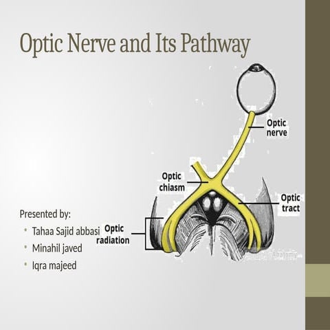 optic pathway and its lesions (2).pptx