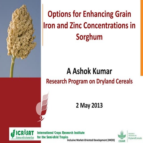 Options for enhancing grain iron and zinc concentrations in sorghum