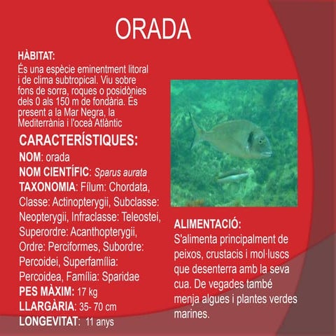 Orada (peix)