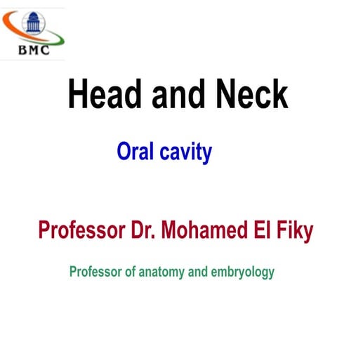 Oral cavity   palate - pharynx