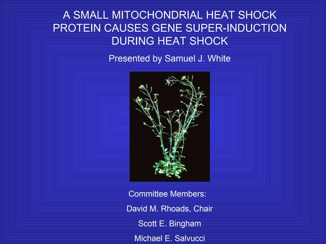 A SMALL MITOCHONDRIAL HEAT SHOCK PROTEIN CAUSES GENE SUPER Biology Diagrams