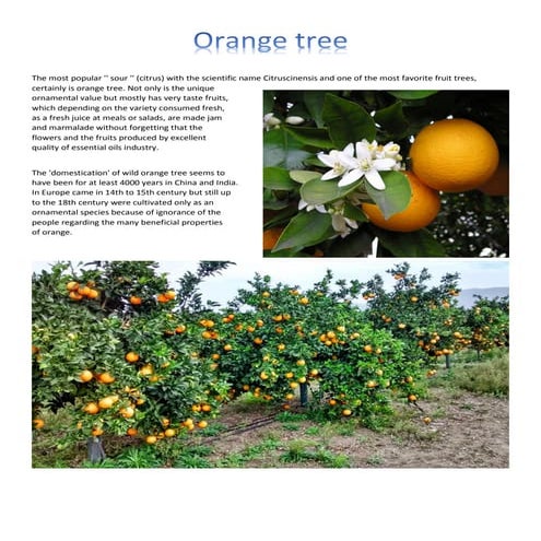 Different Types Of Oranges To Savor!.pdf