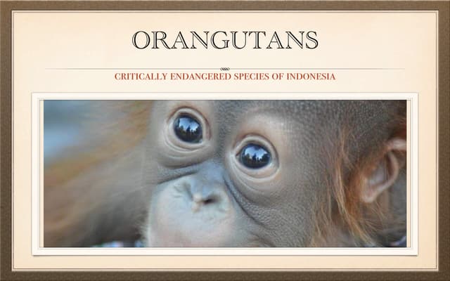 Orangutan