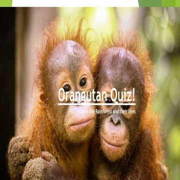 Orangutan quiz!