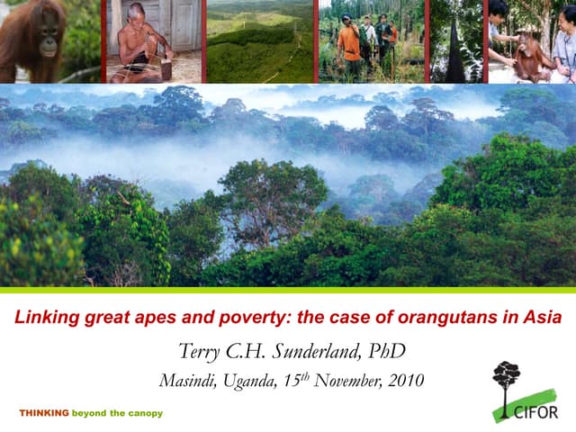 Linking great apes and poverty: the case of orangutans in Asia