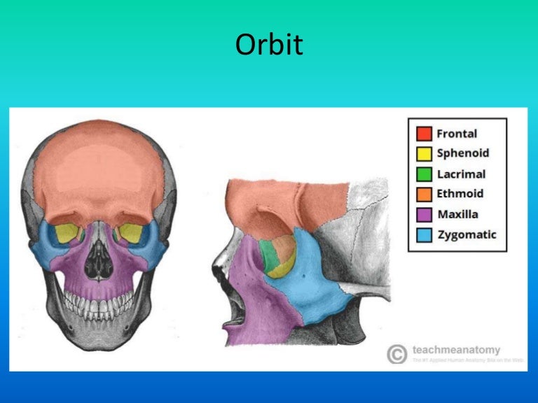 Orbit Anatomy