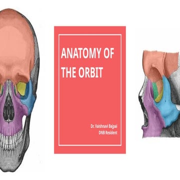 Anatomy of the Bony orbit | PPTX