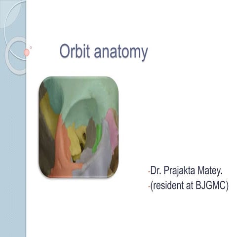 Orbit anatomy