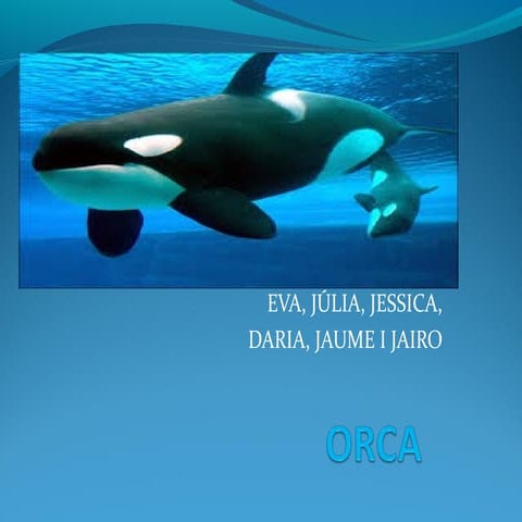 Orca