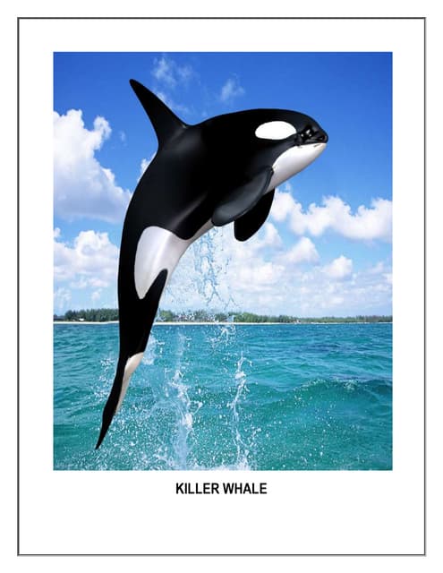 La Orca Keiko No Sabe Vivir En Libertad