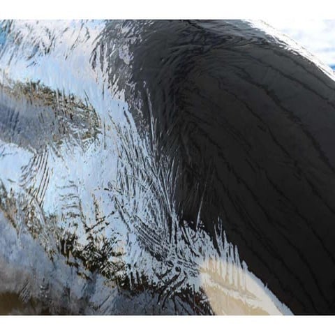 Tekoa--Raked Skin, Loro Parque | PPTX