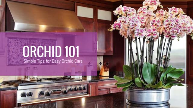 Orchid Care 101