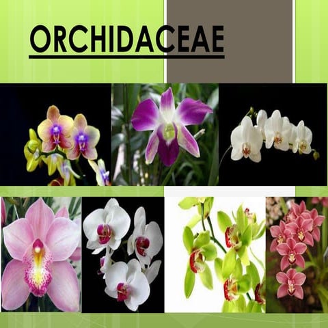 characteristics of the family Orchidaceae ppt