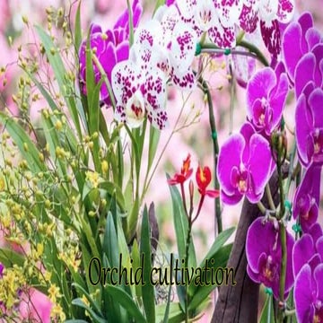 orchid cultivation.pptx